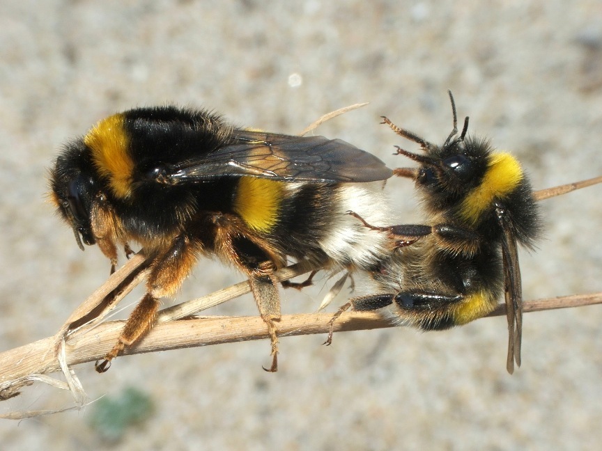 Bombus terrestris - Wikipedia