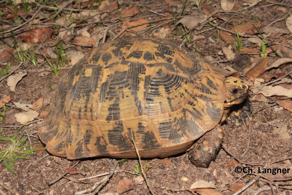 testudo graeca graeca