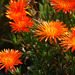 Orange Dewplant - Photo (c) Tig, all rights reserved, uploaded by Tig