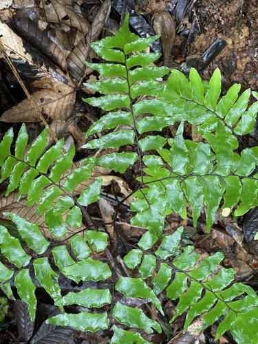 Adiantum leprieurii