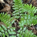 Adiantum leprieurii - Photo (c) Alain Cervantes, all rights reserved, uploaded by Alain Cervantes