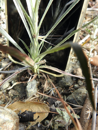 Hayfield Tarweed foliage