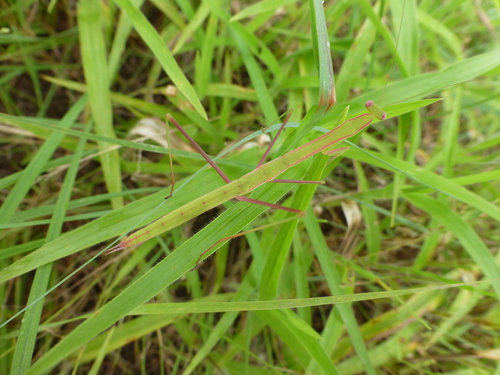 Epitenodera brevipennis