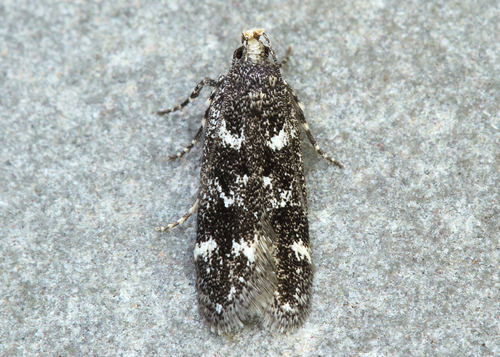 Spring Oak Leafroller Moth