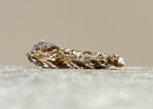 Dryadaula visaliella