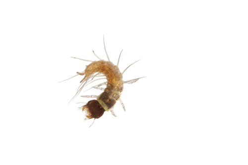 Spring Fishfly