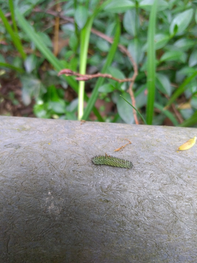 Periclista Albida From Parco Lombardo Della Valle Del Ticino On April