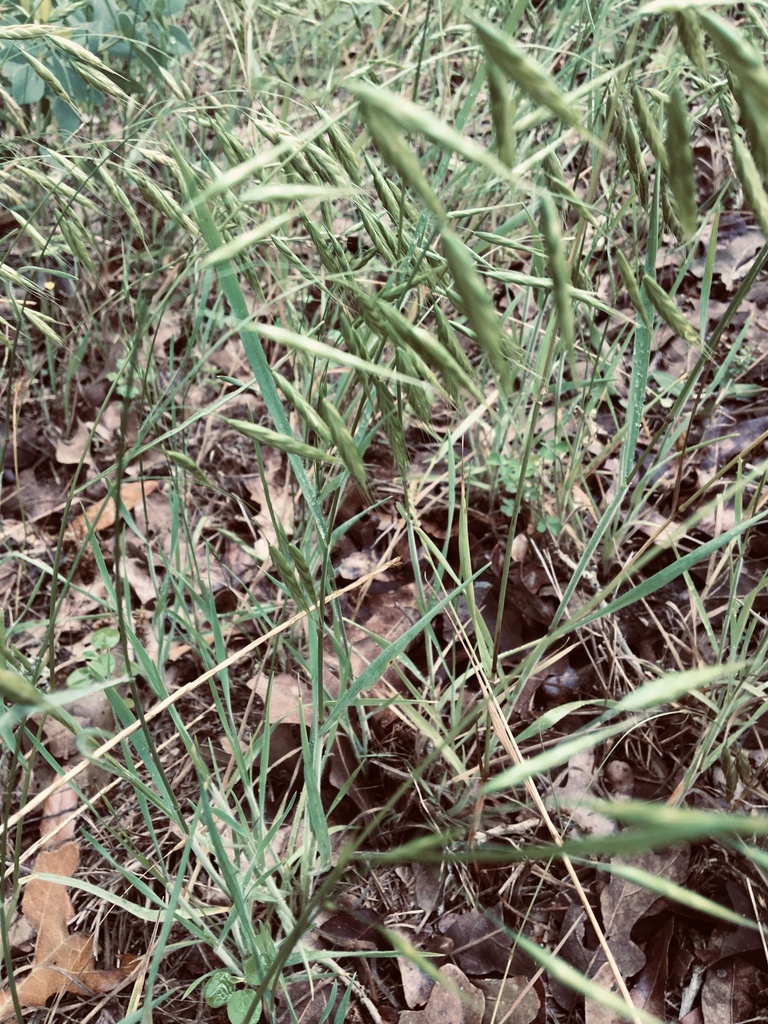 Bromes From Laird Rd Round Top TX US On May 16 2021 At 11 26 AM By bromes-from-laird-rd-round-top-tx-us-on-may-16-2021-at-11-26-am-by