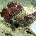 Observation photo