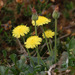 Shaggy Mouse-Ear-Hawkweed - Photo (c) Tig, all rights reserved, uploaded by Tig