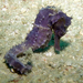 Observation photo