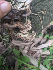 Image of Auricularia brasiliana