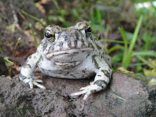 Pine Toad