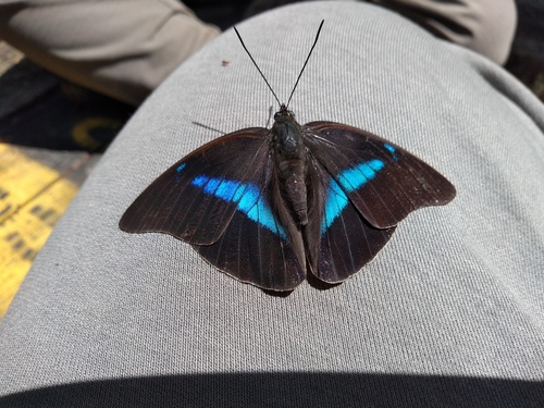One-spotted Prepona