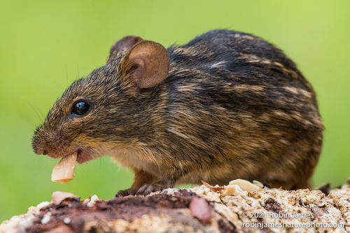 Typical Striped Grass Mouse