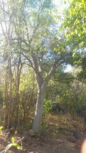 cudjoewood