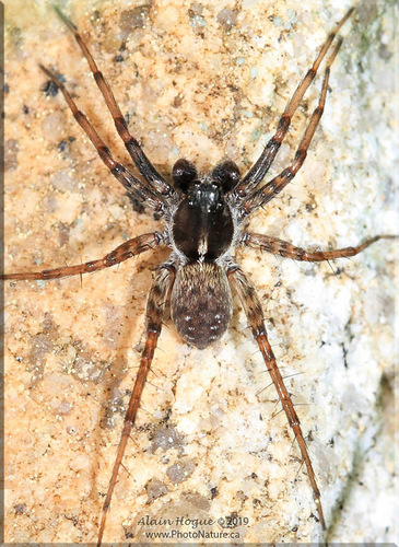 Shiny Wolf Spider