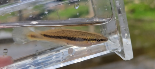 Blackstripe Topminnow