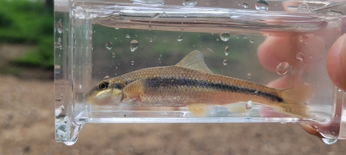 Suckermouth Minnow