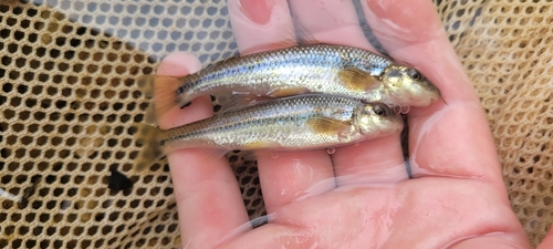 Suckermouth Minnow