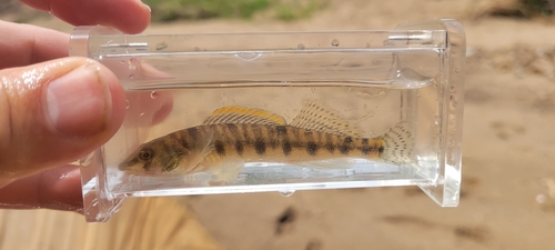 Ozark Logperch