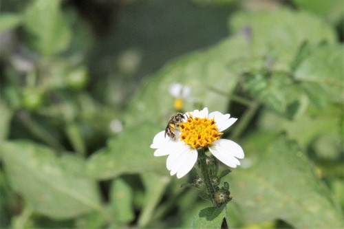 photo of Metallic Sweat Bees (Dialictus)