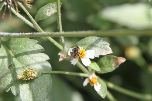 photo of Brues' Mini-digger (Exomalopsis bruesi)