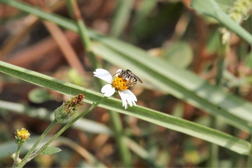 photo of Brues' Mini-digger (Exomalopsis bruesi)