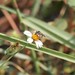 photo of Brues' Mini-digger (Exomalopsis bruesi)