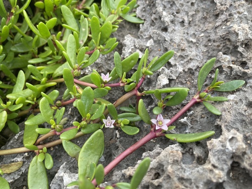 sea purslane