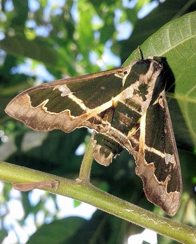 Cizara sculpta · iNaturalist