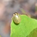 Paropsisterna bimaculata - Photo (c) haggis85, all rights reserved