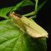 Nigerian Flower Mantis - Photo (c) togbui, all rights reserved, uploaded by togbui