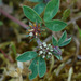 Trifolium scabrum - Photo (c) Tig, todos los derechos reservados, uploaded by Tig