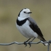 White-fronted Chat - Photo (c) theninja, all rights reserved