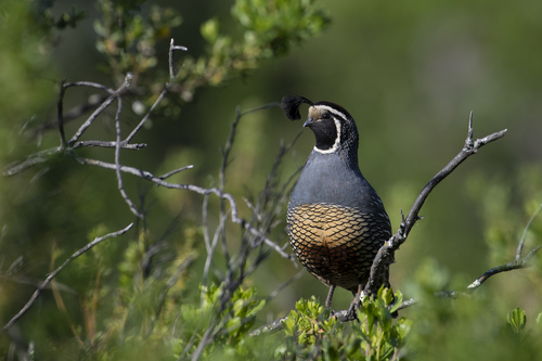 iNaturalist observation photo of California Quail