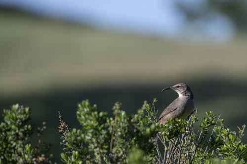 iNaturalist observation photo of California Thrasher