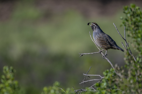 iNaturalist observation photo of California Quail