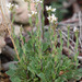 Arabis planisiliqua - Photo (c) Tig, all rights reserved, uploaded by Tig