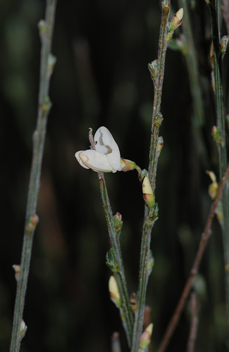 white Spanish broom