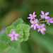 Soft Stork's-Bill - Photo (c) Tig, all rights reserved, uploaded by Tig