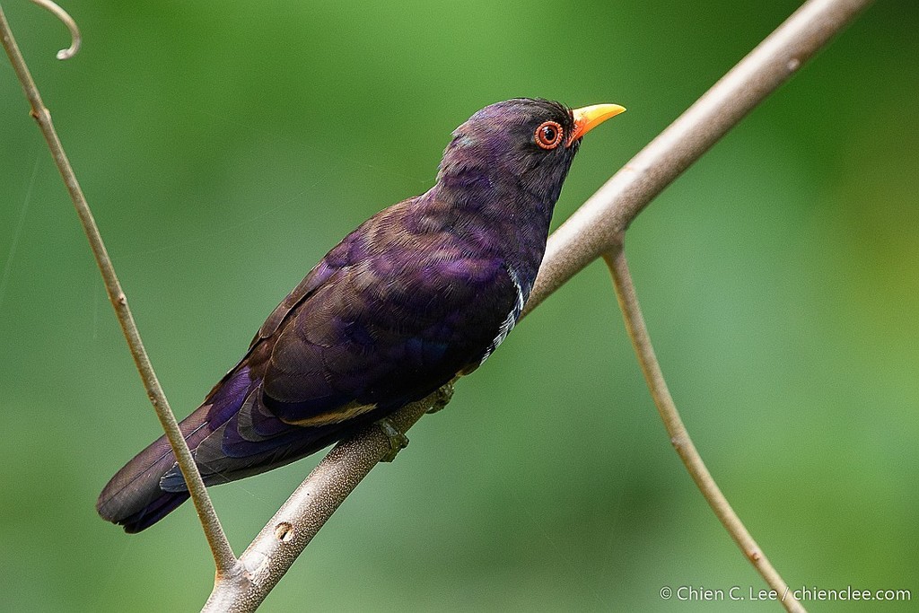 Violet Cuckoo photo