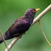 Violet Cuckoo - Photo (c) Chien Lee, all rights reserved, uploaded by Chien Lee