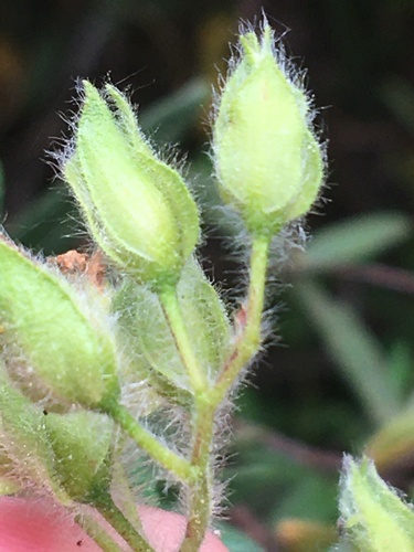 Montpellier Cistus