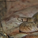 Duméril's Kukri Snake - Photo (c) Pasindu Dilshan Abegunawaradhana🤠, all rights reserved, uploaded by Pasindu Dilshan Abegunawaradhana🤠