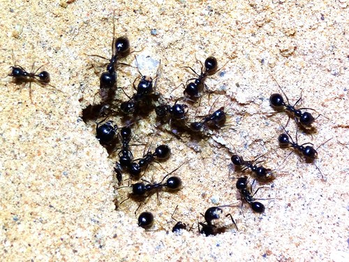 Veromessor pergandei