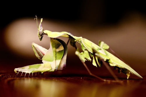 Giant Devil's Flower Mantis