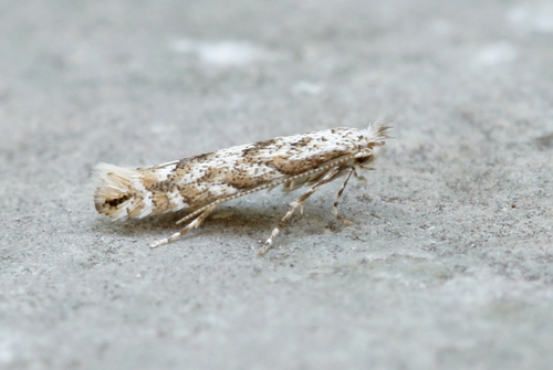 Aspen Leaf Blotch Miner (Phyllonorycter apparella) · iNaturalist