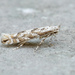 Aspen Leaf Blotch Miner - Photo (c) David Beadle, all rights reserved, uploaded by dbeadle
