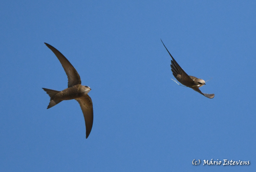 Pallid Swift